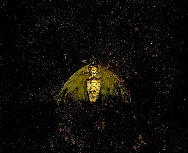 Artista utiliza também utiliza insetos mortos, como essa mariposa, para compor imagens (Foto: Karla Melanias)