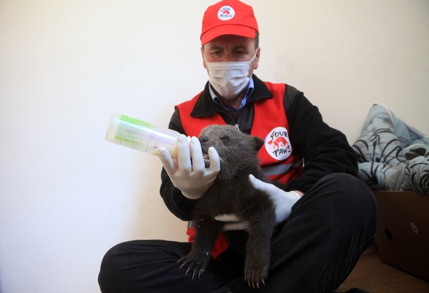 Afrim Mahmuti, gerente do santuário, segura a filhote Ema, resgatada em Kosovo (Fot AP Photo/Four Paws)