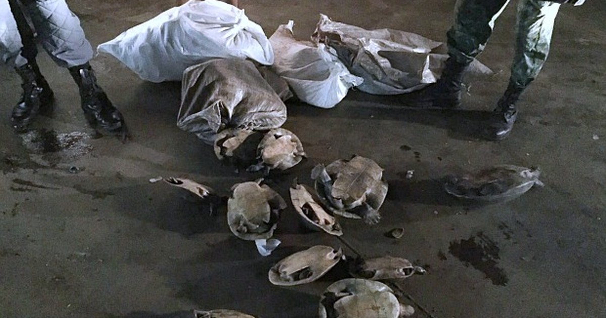 Polícia apreende 59 quelônios em porto na Zona Oeste de Manaus