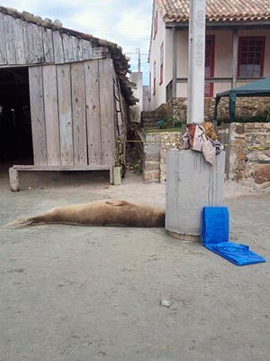 Leão-marinho descansa em Garopaba (Foto: Matilde Possamai)