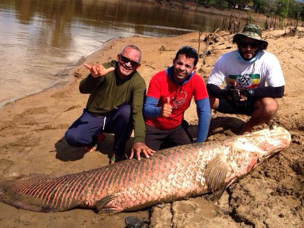 Na foto, pescadores Francisco Veras (dir.), Paulo Roberto (centro) e Luiz Paulo Veras (esq.) mostram o pirarucu de 80kg (Foto: Arquivo pessoal)