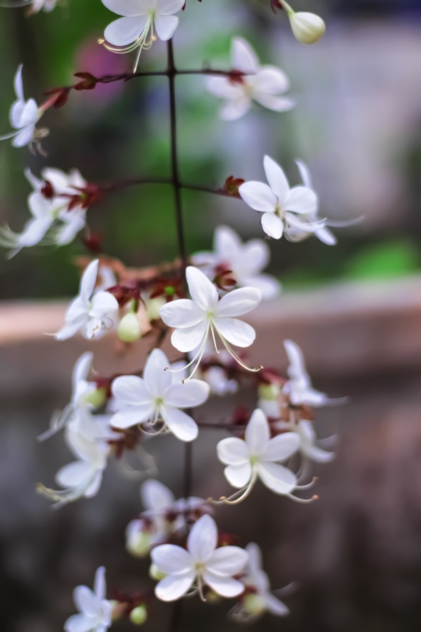 Cestrum nocturnum flower  , white night blooming jasmine or lady of the night in garden background (Foto: Getty Images/iStockphoto)