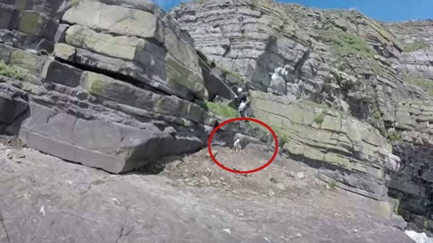 Carneiro foi resgatado após ficar preso em penhasco (Foto: Reprodução/YouTube/RSPCA Cymru) Carneiro foi resgatado após ficar preso em penhasco (Foto: Reprodução/YouTube/RSPCA Cymru)