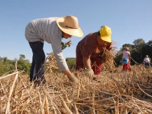 Agricultura familiar será beneficiada (Foto: Divulgação/AENotícias)