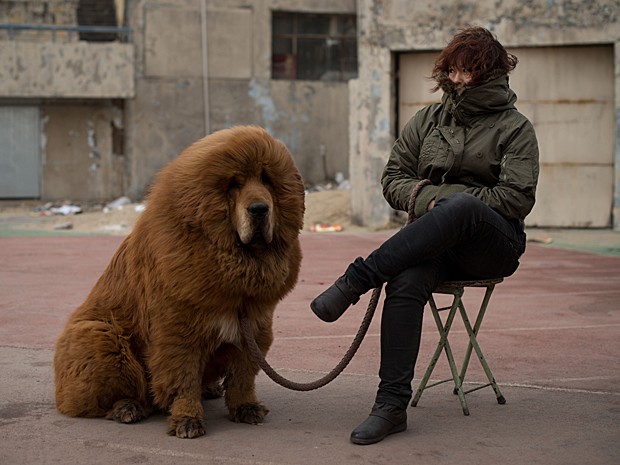 Cão é posto à venda em Baoding, ao sul de Pequim, neste sábado (9) (Foto: Ed Jones/AFP)