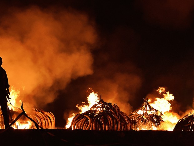 Toneladas de marfim são queimadas no Quênia para combater a caça de elefantes (Foto: Carl de Souza/AFP)