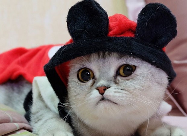 Little P conta com mais de 10 mil seguidores no Instagram (Foto: Reprodução/Instagram/Littlepthecat) Little P conta com mais de 10 mil seguidores no Instagram (Foto: Reprodução/Instagram/Littlepthecat)