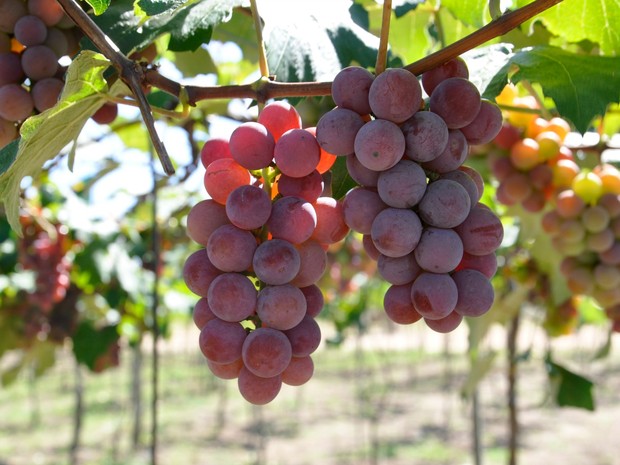 g1 em cachos ou suco uva gera lucro para produtores de mato