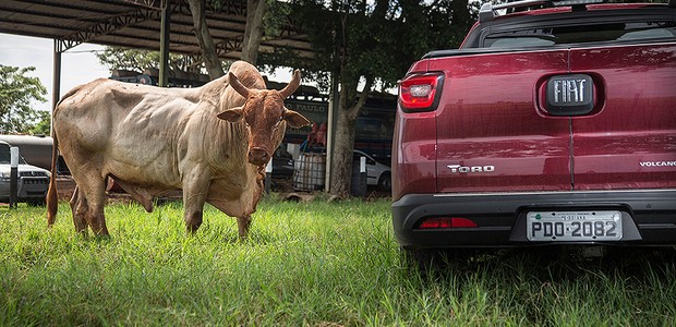 Fiat Toro encontra o touro mais temido do Brasil - AUTO ESPORTE | Análises