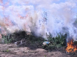 Plantio de maconha sendo incinerado no Serto de PE (Foto: Divulgao/ Polcia Federal)