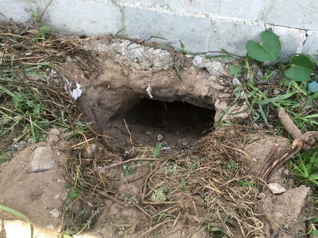 Saída do túnel escavado pelos presos foi encontrada neste sábado (Foto: Aura Mazda/Tribuna do Norte)