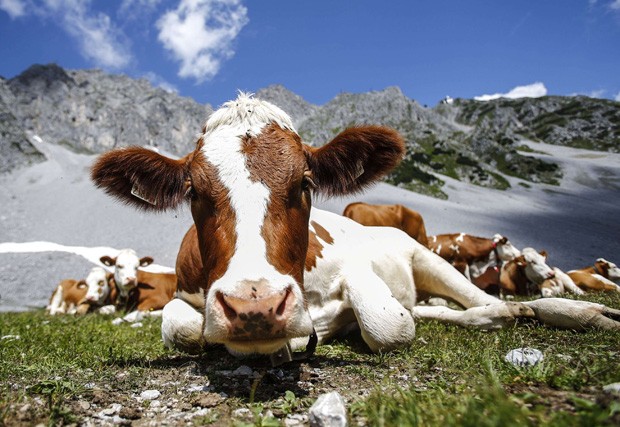 Junto a outras 'colegas', uma vaca 'encarou' o fotógrafo deitada em frente à montanha Hafelekar, na cidade de Innsbruck, na Áustria (Foto: Dominic Ebenbichler/Reuters)