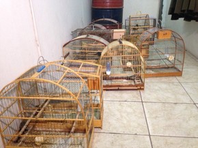 Policia Apreende Aves Silvestres Em Residencia De Sao Leopoldo No Rs Rio Grande Do Sul G1