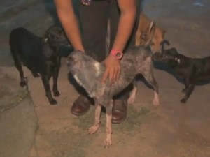 Luiz com cão que foi encontrado caminhando nas cinzas do incêndio em Macapá (Foto: Reprodução/Tv Amapá) Luiz com cão que foi encontrado caminhando nas cinzas do incêndio em Macapá (Foto: Reprodução/Tv Amapá)
