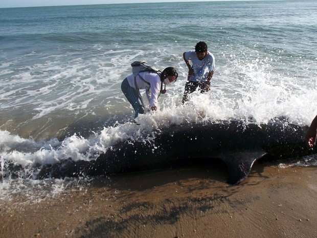 Baleias encalharam na praia de Upanema, em Areia Branca (Foto: Carlos Júnior/VC no G1)
