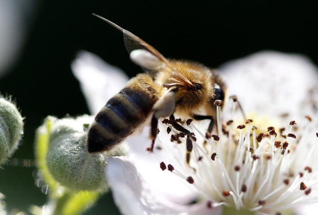 Populaes de abelhas esto em perigo na Europa, na sia e nas Amricas (Foto: AFP Photo / DPA/ Roland Weihrauch)