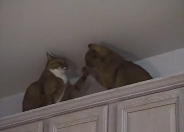 Vídeo com luta entre dois gatos faz sucesso na internet. (Foto: Reprodução/YouTube)