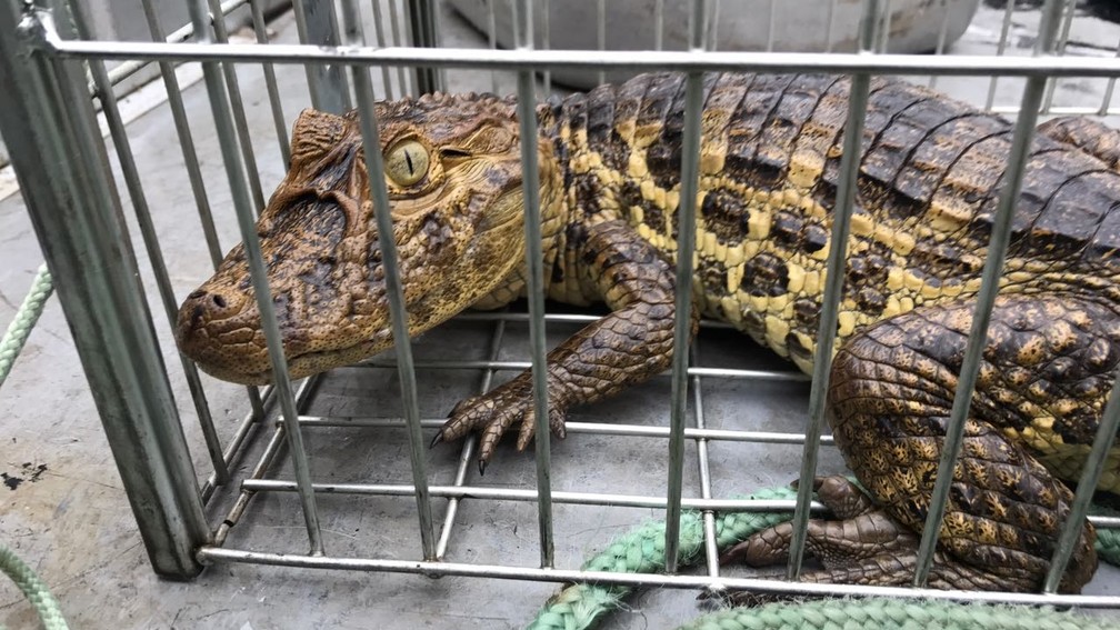 Jacaré de pequeno porte foi capturado dentro de concessionária, em João Pessoa (Foto: Walter Paparazzo/G1)