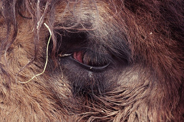 Olhar de um camelo foi flagrado por Oscar Ciutat (Foto: Oscar Ciutat/Creative Commons)