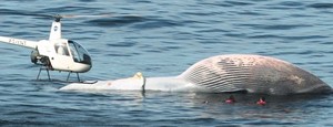 RJ: equipe tenta tirar baleia morta (Gabriel de Paiva/ O Globo)