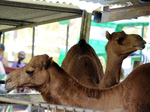 Camelos no zoo (Foto: Orlando Sierra/AFP)