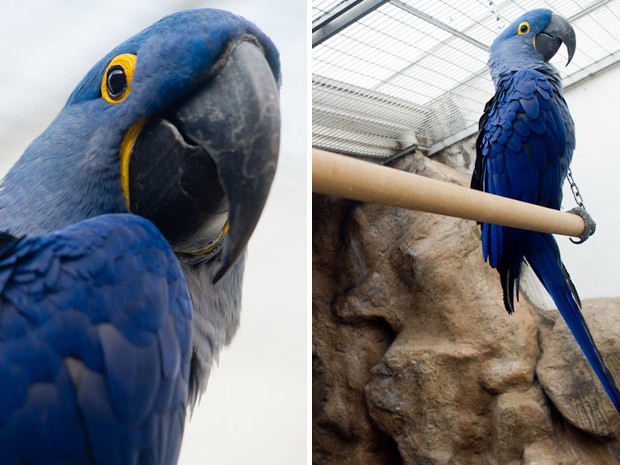 Arara-azul, animal que custa R$ 70 mil em lojas de São Paulo; ave chega a ter de 1,5 a 2 metros de envergadura (Foto: Flávio Moraes/G1)