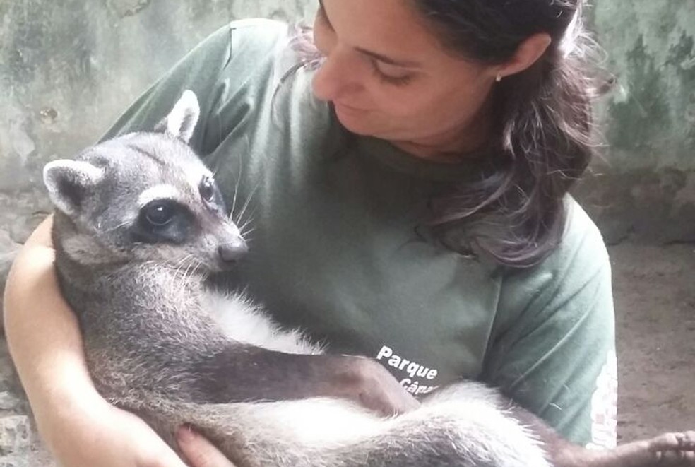 Segundo a CPRH, a melhora no quadro de saúde do guaxinim foi perceptível (Foto: Jóice Brito/CPRH)