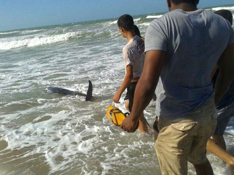 Filhote de baleia encalha em praia do Piauí (Foto: Divulgação / Proparnaiba)