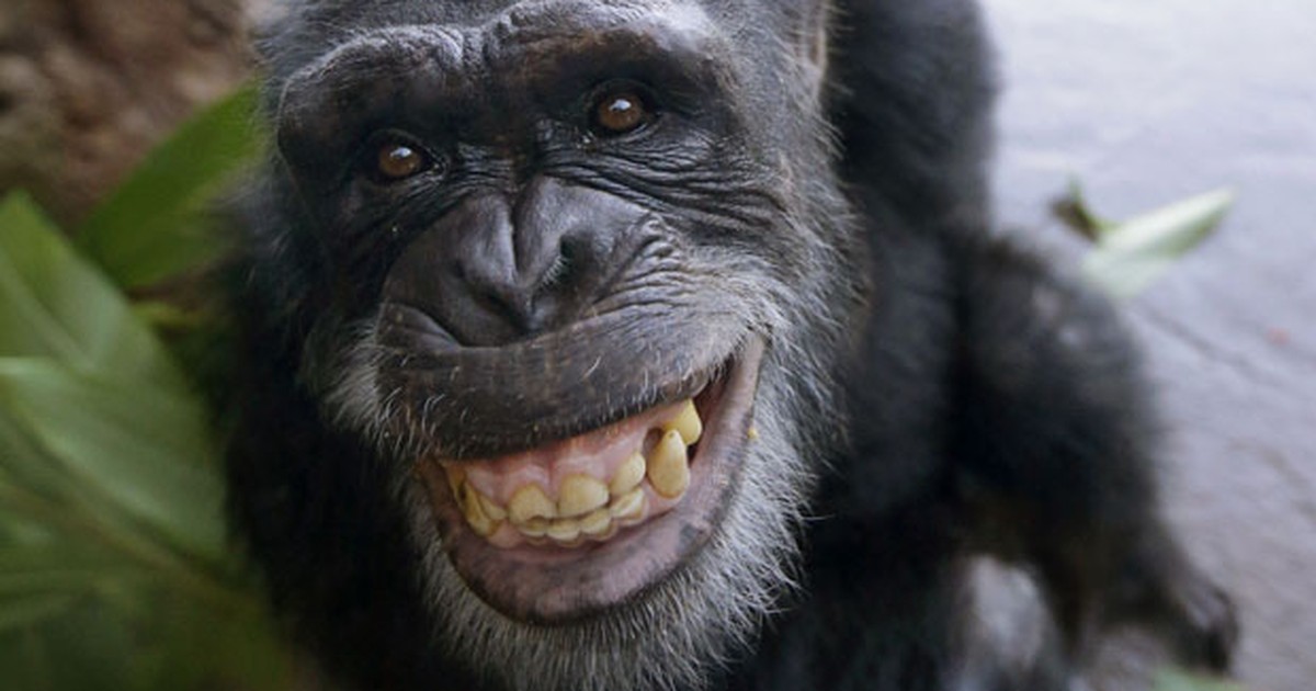 G1 - Chimpanzé dá sorrisão durante 1ª aparição em zoo nos EUA