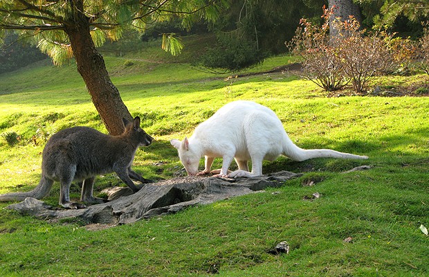 Natureza Sem Cor 10 Animais Brancos Casa E Jardim Curiosidades
