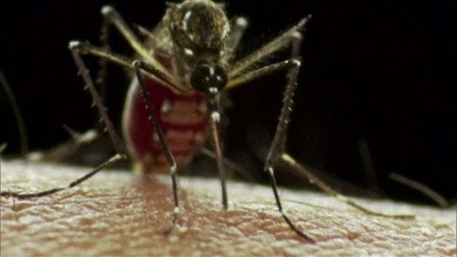 Mosquito Aedes aegypti  (Foto: reprodução GloboNews)