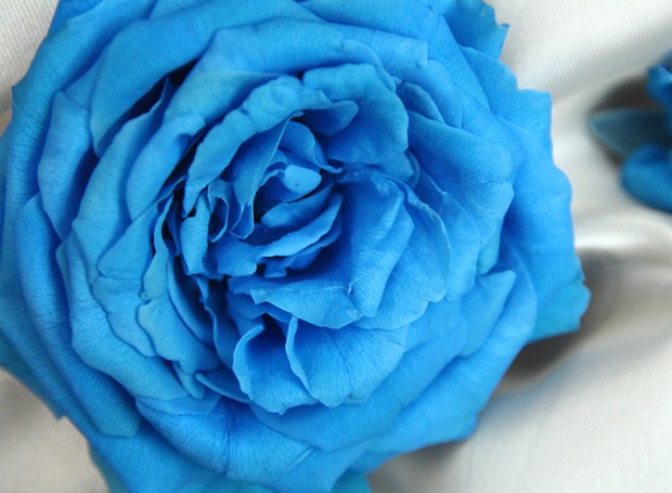 rosas-significado-rosa (Foto: ThinkStock)