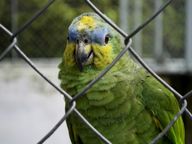 Animais foram cadastrados em um banco de dados com zoológicos de todo país (Fot Abinoan Santiago/G1)