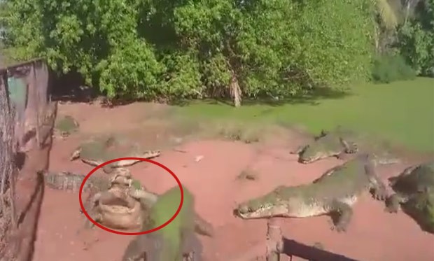 'Crocodilo canibal' arrancou pata de rival em zoológico na Austrália (Foto: Reprodução/Facebook/Fortafy) 'Crocodilo canibal' arrancou pata de rival em zoológico na Austrália (Foto: Reprodução/Facebook/Fortafy)