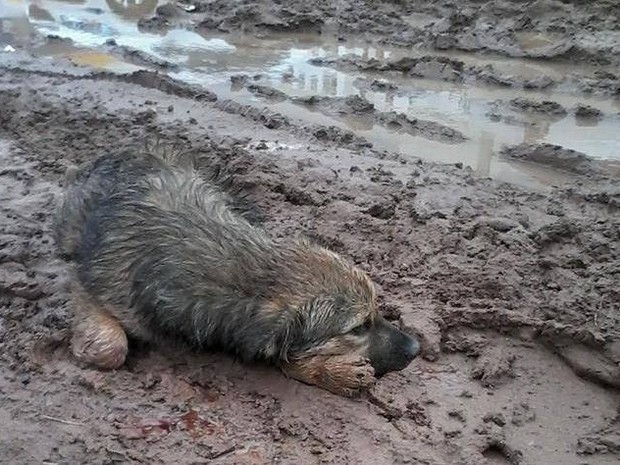 Cachorro foi atropelado duas vezes antes de ser abandonado (Foto: Fundao Municipal do Meio Ambiente de Gravata)
