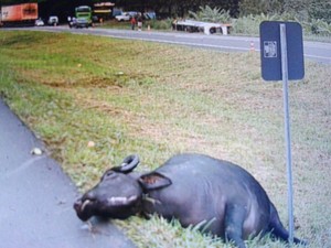 Dois búfalos morreram após colisão com ônibus (Foto: Rinaldo Rori/TV Tribuna)