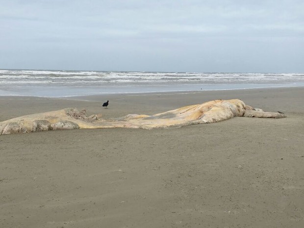 Segunda baleia encontrada é adulta e possui 15 metros de comprimento (Foto: Cristian Negrão/Arquivo Pessoal)