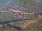 Multiplicação de sapo invasor ameaça crocodilo-anão da Austrália