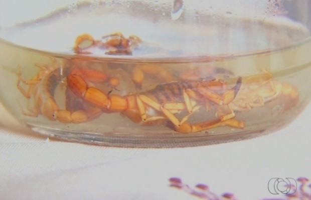Infestação de escorpiões preocupa moradores de Luziânia, em Goiás (Foto: Reprodução/TV Anhanguera)