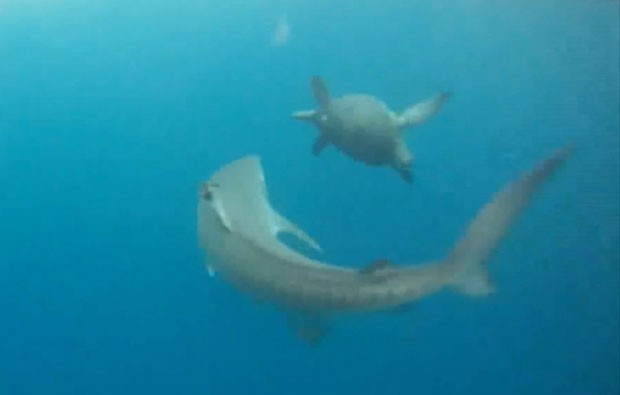 Tartaruga nadou em círculos e conseguiu escapar de tubarão (Foto: Caters News Agency/The Grosby Group)