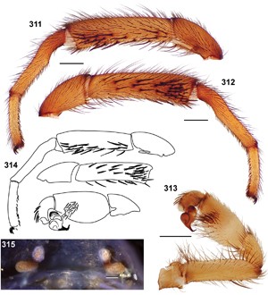 Estruturas da espécie de aranha 'Aptostichus bonoi' (Foto: Divulgação/"ZooKeys")