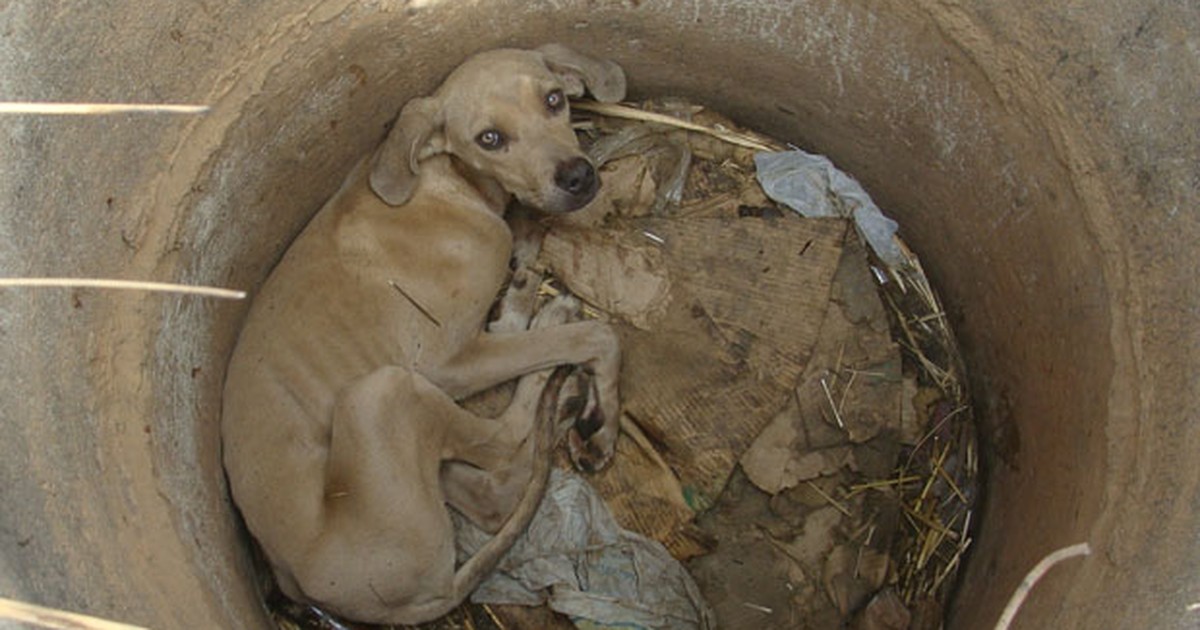 G1 Cachorro é Resgatado Por Bombeiros Após Ficar 2 Dias Preso Em Buraco Notícias Em Minas Gerais 1626