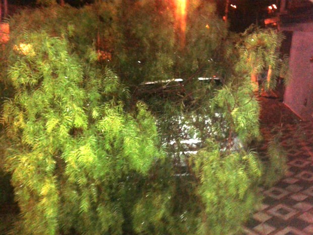 Árvore caiu em cima de carro durante chuva (Foto: Arquivo Pessoal / Márcia Gentile Bella)