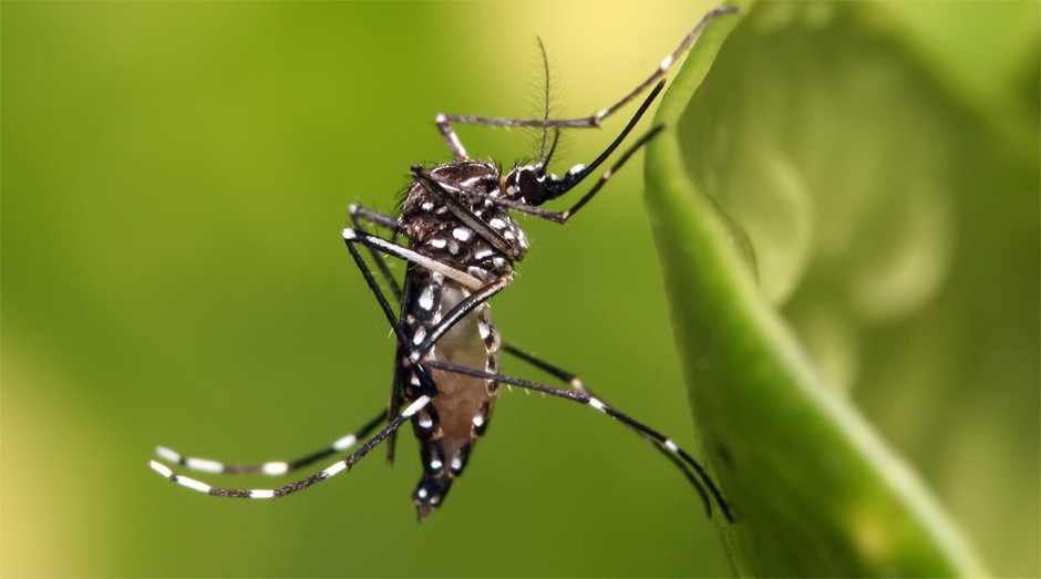 Aedes Aegypti, o mosquito que transmite o Zika: projeto foi escolhido na categoria "Solução mais Implementável" no concurso Zika Innovation Hack-a-thon 2016; equipe desenvolvedora contou com a participação de três brasileiros  (Foto: WikiCommons )