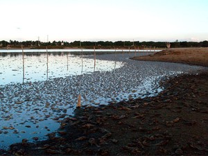 Milhares de peixes morreram em lagoa na cidade de Lagoa Nova, no RN (Foto: Eliabe Alves)