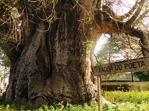 Árvore Baobá do Poeta teria sido uma das fontes de inspiração do escritor Antoine de Saint-Exupéry no livro 'O Pequeno Príncipe' (Foto: Ricardo Araújo/G1)