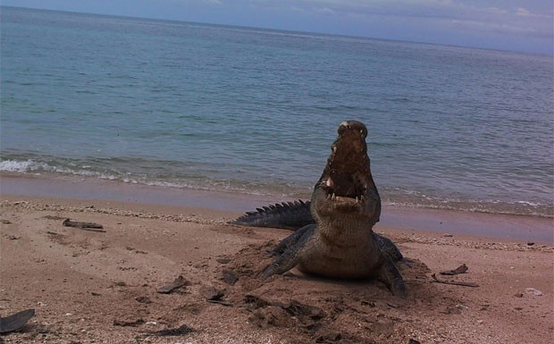 G1 Câmera flagra cena impressionante de crocodilo devorando carcaça notícias em Planeta Bizarro