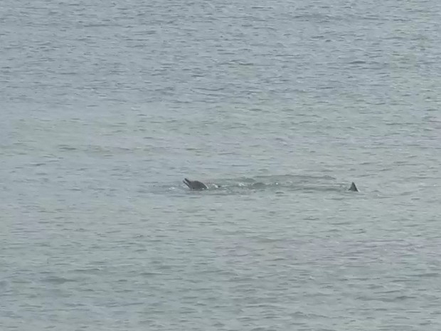 Dois golfinhos foram vistos na manhã desta sexta-feira 14, na orla de Fortaleza, próximo ao espigão na Avenida Rui Barbosa (Foto: TV Verdes Mares/Reprodução)