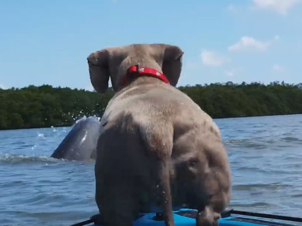 Cadela saltou inesperadamente de caiaque após ver golfinho (Foto: Reprodução/YouTube/Tina Calderin)