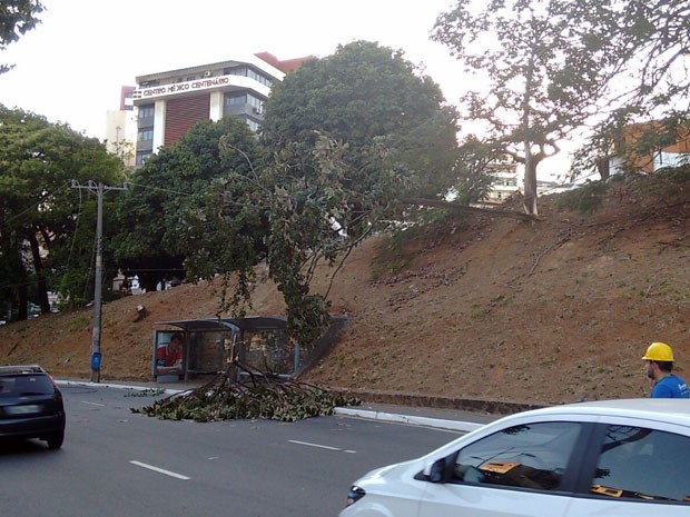Parte de árvore cai na Avenida Centenário, em Salvador (Foto: Maiana Belo/G1 BA)